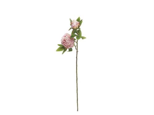 PEONIA C/BOCCIOLO CM55 ROSA