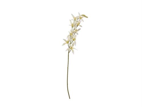 ORCHIDEA BRASSIA X10 CM76 BIANCO