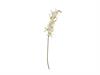 ORCHIDEA BRASSIA X10 CM76 BIANCO