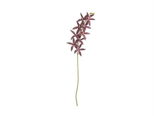 ORCHIDEA BRASSIA X10 CM76 BURGUNDY
