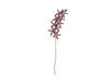 ORCHIDEA BRASSIA X10 CM76 BURGUNDY