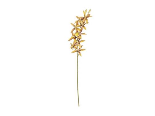 ORCHIDEA BRASSIA X10 CM76 GIALLO