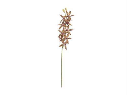 ORCHIDEA BRASSIA X10 CM76 VERDE/BURGUNDY