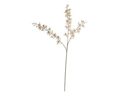 RAMO ORCHIDEA VIROTII CM90 BIANCO-VERDE