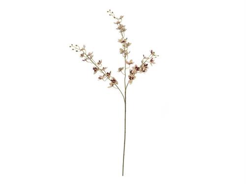 RAMO ORCHIDEA VIROTII CM90 CREMA-ROSA