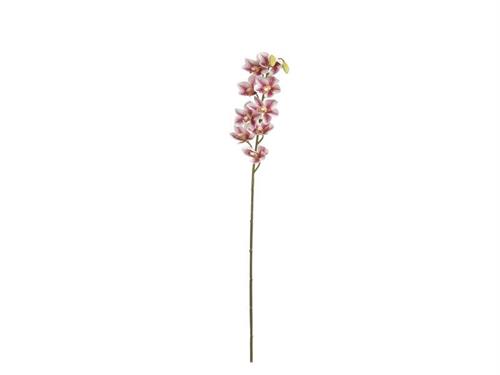 CYMBIDIUM FELIX X9 CM76 ROSA