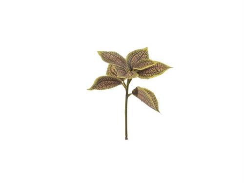 BUSH COLEUS CM25 MARRONE