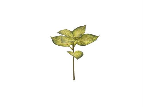 BUSH COLEUS CM30 VERDE