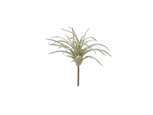 TILLANDSIA CM17 VERDE