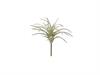 TILLANDSIA CM17 VERDE