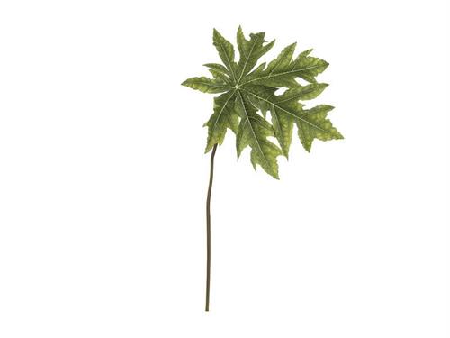 FOGLIA PAPAYA CM97 VERDE