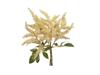 BUNDLE ASTILBE X5 CM42 SALMONE