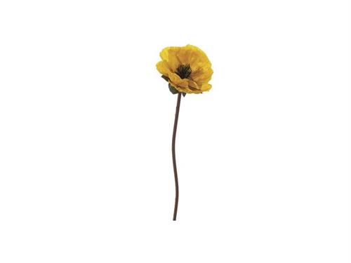 PAPAVERO POPPY CM53 GIALLO