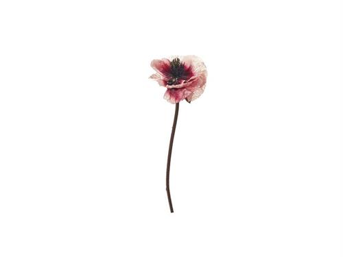 PAPAVERO POPPY CM53 ROSA