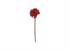PAPAVERO POPPY CM53 ROSSO