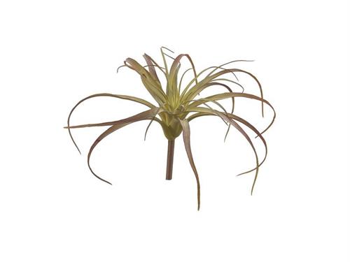 TILLANDSIA CM27 VERDE