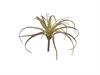 TILLANDSIA CM27 VERDE