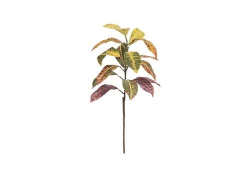RAMO CROTON CM66 VARIEGATO