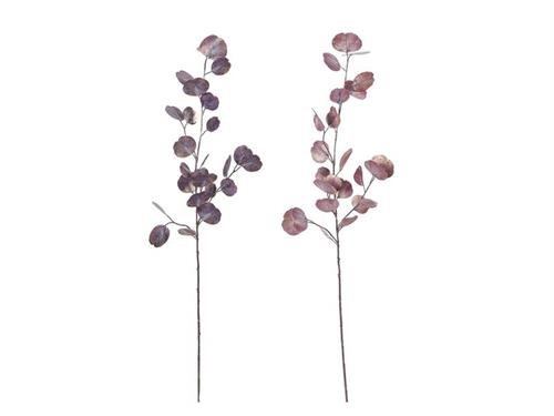 EUCALIPTUS SHINY CM80 ASS