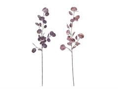 EUCALIPTUS SHINY CM80 ASS