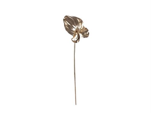 ANTHURIUM CM87 ORO