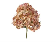 BUSH ORTENSIE CHANTAL X5 CM45 ROSA/GIALLO