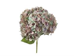 BUSH ORTENSIE CHANTAL X5 CM45 VERDE/LILLA