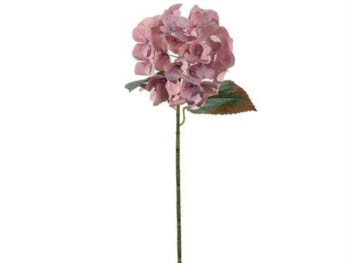 ORTENSIA CHANTAL X5 CM54 LILLA