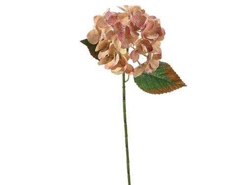 ORTENSIA CHANTAL X5 CM54 ROSA/GIALLO