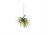 PENDENTE KOKEDAMA FELCE CM76 VERDE