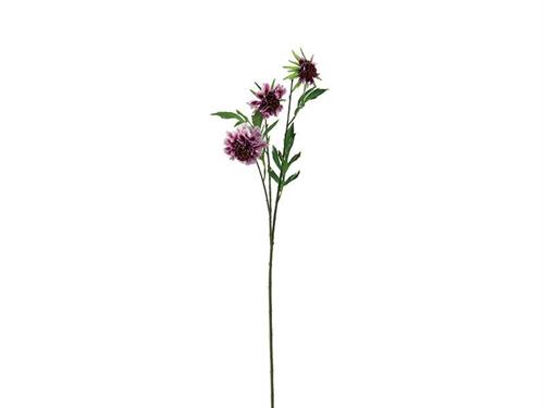 SCABIOSA CM65 FUXIA