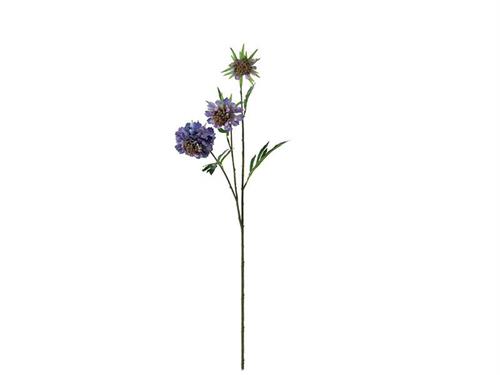 SCABIOSA CM65 VIOLA