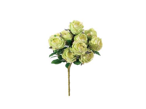 BUSH ROSE NANCY X10 CM50 VERDE