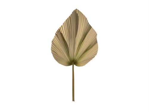 FOGLIA SABAL PU CM104 BIANCO/VERDE