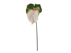ANTHURIUM CM85 BIANCO-VERDE