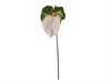 ANTHURIUM CM85 BIANCO-VERDE