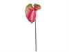 ANTHURIUM CM85 VERDE-ROSSO