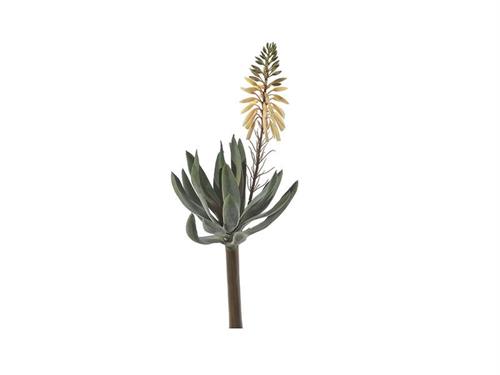 PIANTA GRASSA ALOE C/FIORE CM37 VERDE/BIANCO