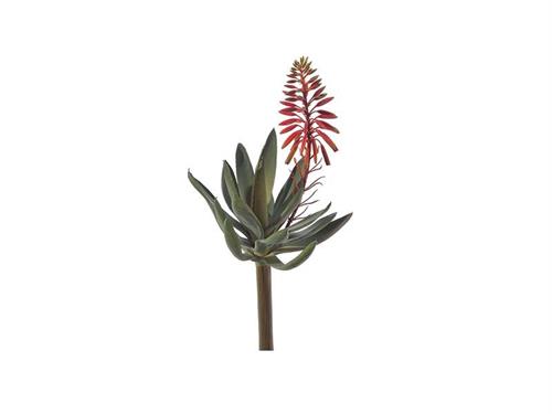 PIANTA GRASSA ALOE C/FIORE CM37 VERDE/ROSSO