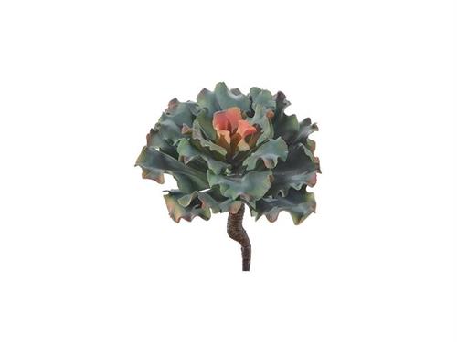 PIANTA GRASSA SUCCULENTA CM25 VERDE/ROSA