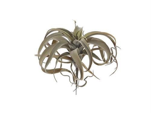 TILLANDSIA CM27 VERDE