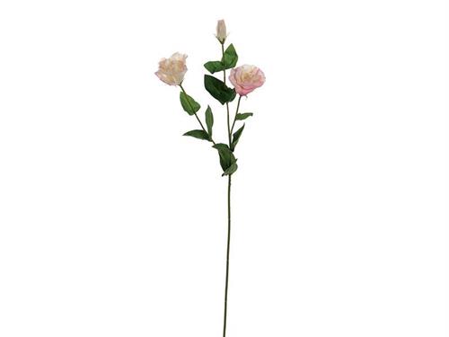 LISIANTHUS X3 REAL TOUCH CM72 BIANCO/ROSA