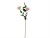 LISIANTHUS X3 REAL TOUCH CM72 BIANCO/ROSA
