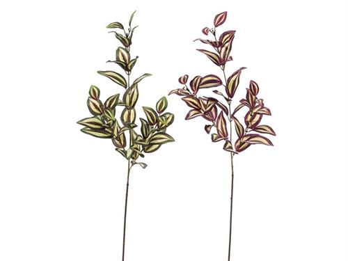 RAMO TREDESCANSIA X3 CM74 ASS VERDE-BORDEAUX