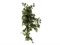 BUSH EDERA CM98 VARIEGATO