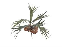 BUSH PLATYCERIUM CM64 VERDE