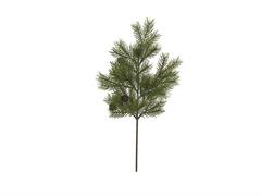 RAMO PINO CON PIGNETTE CM47 VERDE