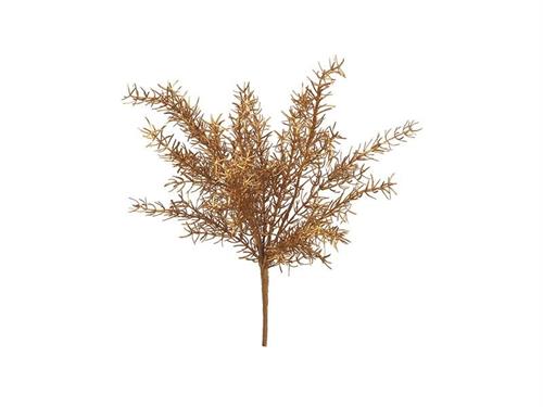 BUSH ASPARAGUS CM47 ORO