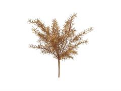 BUSH ASPARAGUS CM47 ORO