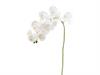 PHALAENOPSIS X9 REAL TOUCH CM90 BIANCO